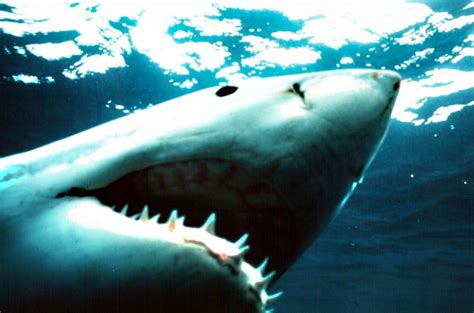 Napad morskega psa na najnevarnejši plaži na svetu