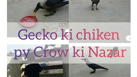 Gecko Ki Chiken Py Crow Ki Niyat Kharab Youtube
