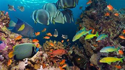 Underwater Ocean Fish Reef Coral Tropical Colorful