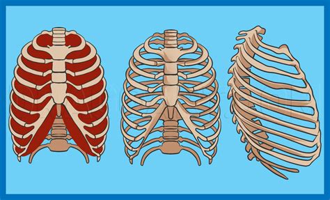 How To Draw A Rib Cage Step By Step Drawing Guide By Dawn Dragoart