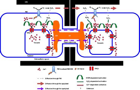 Figure 1 from Orchestrating rapid long-distance signaling in plants