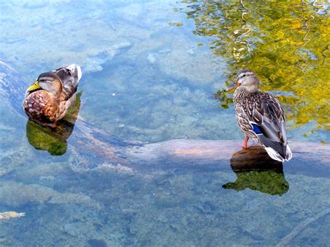Parc National De Plitvice Canards Au Repos Oiseaux Animaux Lacs