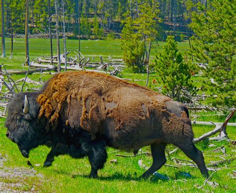 The Bison Project Male And Female Bison
