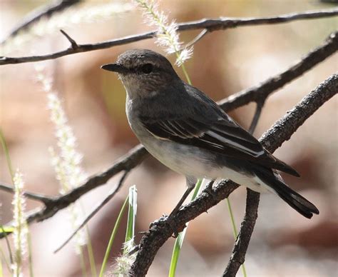 Small Birds Australian Wildlife Society