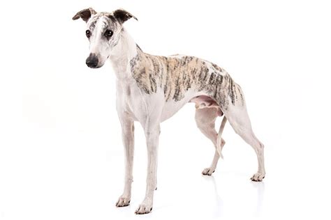 whippet dog breed information