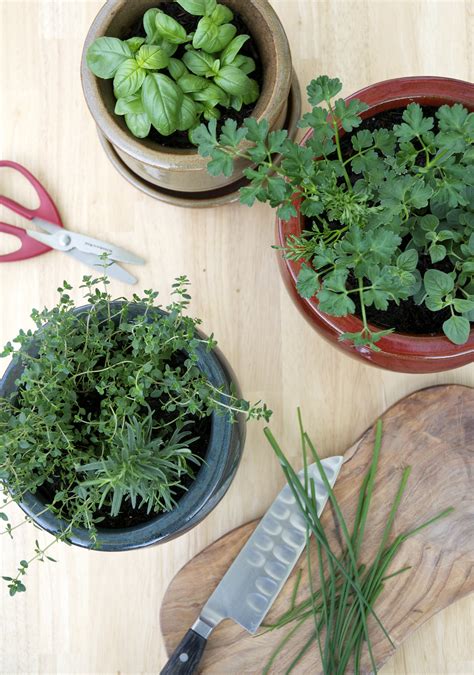 How To Grow A Kitchen Herb Garden Creative Ideas For Growing Your Own