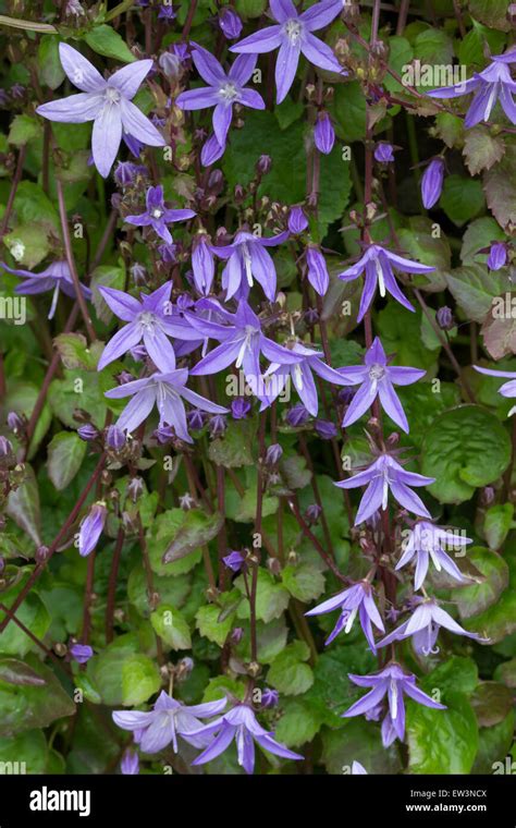 Early Summer Flowers Trailing Bellflower Hi Res Stock Photography And