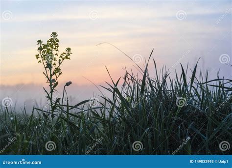 Dew On The Grass At Sunrise Stock Image Image Of Pasture Sunrise