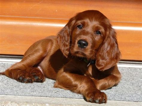 Irish setters make excellent family dogs they are extremely good with children, although i would always suggest parental guidance for the safety of the child and the puppy. Irish Setter Pup ~ Classic Look & Trim | Irish setter puppy, Irish setter dogs, Setter puppies