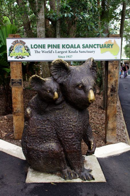 Lone Pine Sanctuary The Worlds Largest Koala Sanctuary The Five