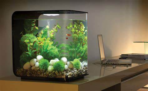 Freshwater Aquarium Design Ideas Aquarium Design Group A Classic 