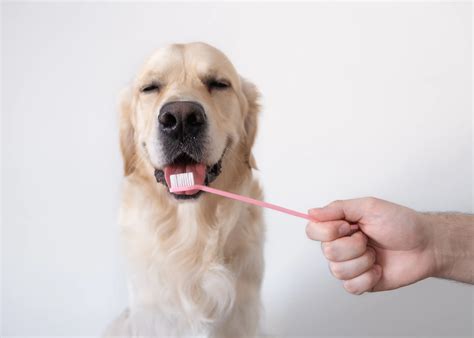 What Color Are Healthy Dog Gums