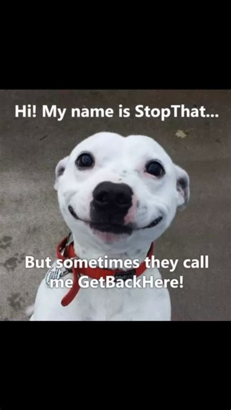50 Funniest Dog Memes That Will Keep You Laughing For
