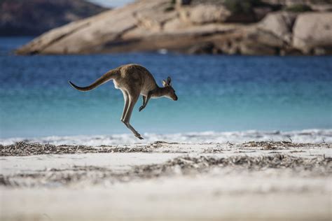 Kangoeroe In Australië Kangoeroe Australië Dieren