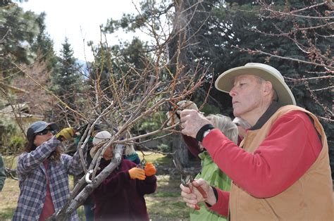Fruit tree pruning is both an art and a science. Tip of the Week: Pruning Fruit Trees - The Organic Forecast