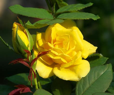 Rose Plant A Yellow Tree Rose From