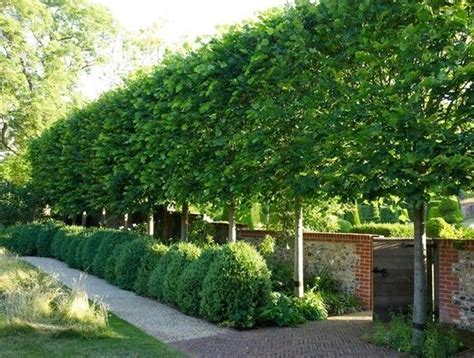 Pleached Hornbeam Trees Pleaching Is The Weaving Branches Of Multiple