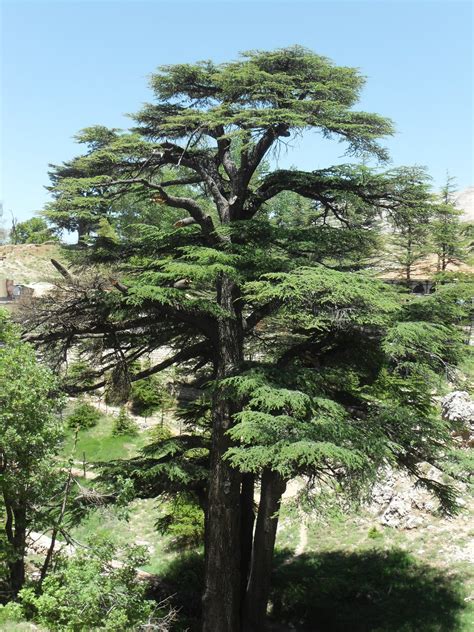 Cedar Of Lebanon Tree Seeds15 Count One Of The Most Majestic And