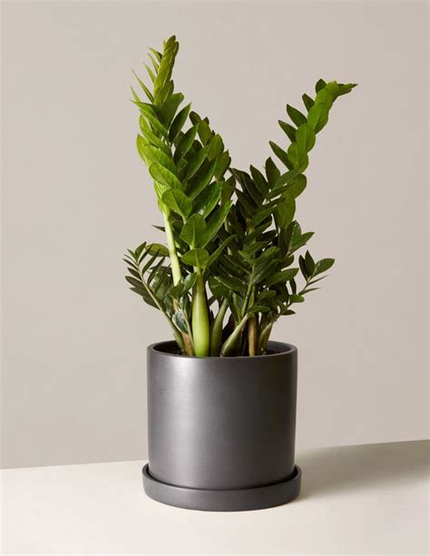 Large Zz Plant Indoor Plants And Houseplants For Delivery The Sill