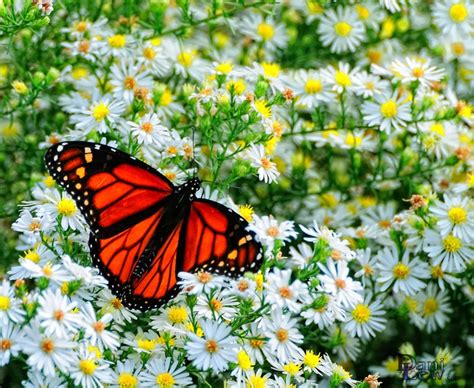 Red Monarch Butterfly Red Monarch Butterfly Feeds On A Bed Of Daisies