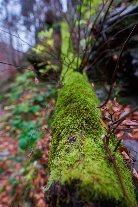 Fallen Tree With Moss And Leaves Stock Image Image Of Lichen Growth