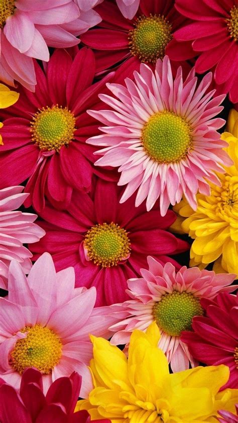 Download 55 Iphone Wallpaper Hd 4k Flowers Populer Terbaik Postsid