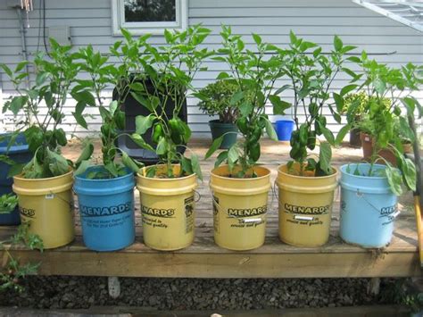 This Is What I Want To Try5 Gallon Bucket Gardening