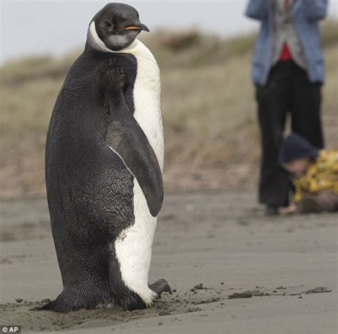 The Loneliest Penguin In The World Lost Emperor Swims On To Beach In New Zealand After 4000