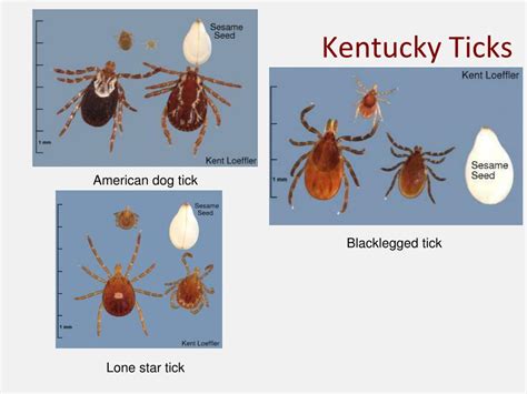 Ppt Dealing With Ticks Powerpoint Presentation Free Download Id