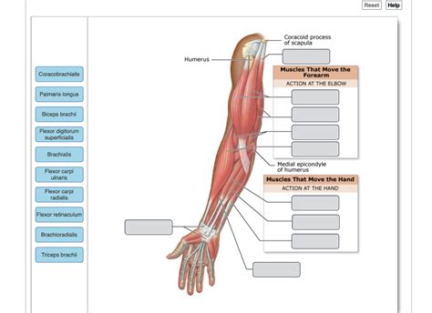 Diagram Of The Muscles In The Forearm Arm Definition Bones Muscles