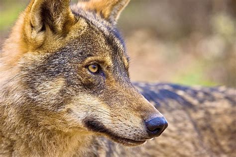 Four Critically Endangered Red Wolves And Four Pups Were Released From