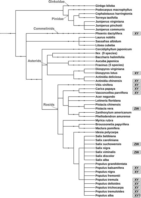 Phylogenetic Tree Of Woody Plant Species Including Available
