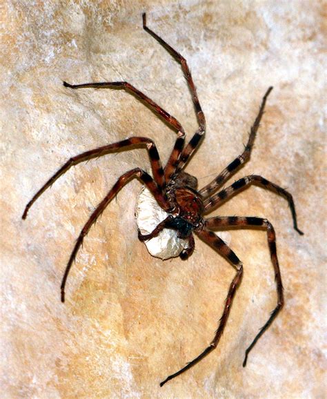 Giant Huntsman Spider Wikipedia