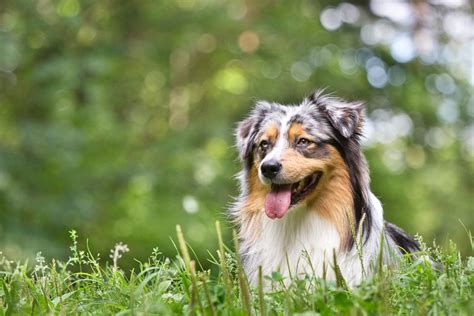 Everything about them is cute — from the way they waddle around the house and tip over to the look on their face when they're about to fall. 6 Best Foods to Feed your Adult and Puppy Australian Shepherd
