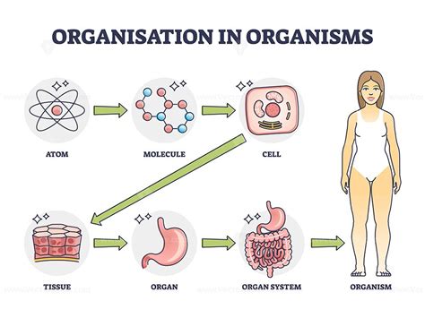 Organisation In Organisms With Hierarchical Level Structure Outline