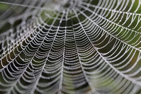 15 Examples Of Maths Patterns In Nature That Will Stun You