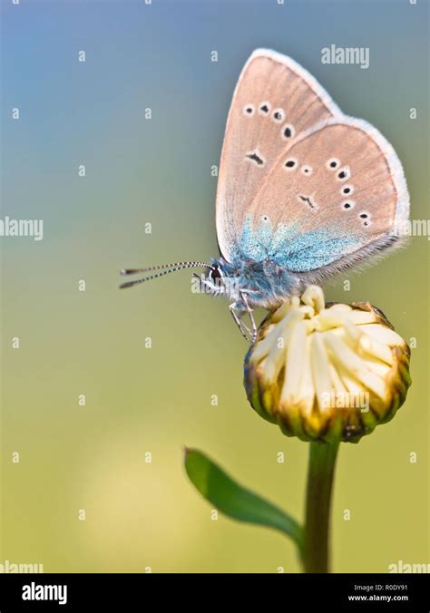 Mazarine Blue Butterfly Polyommatus Semiargus On A Flower Stock Photo
