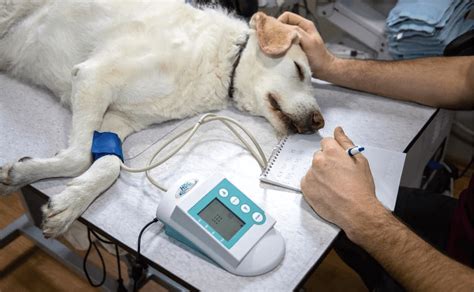 Anaphylaxis In Dogs Symptoms Causes And Treatment Australian Dog Lover