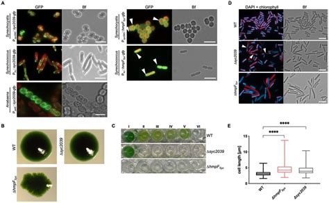 Synechococcus Ccrps Affect Cytokinesis And Cellular Integrity A