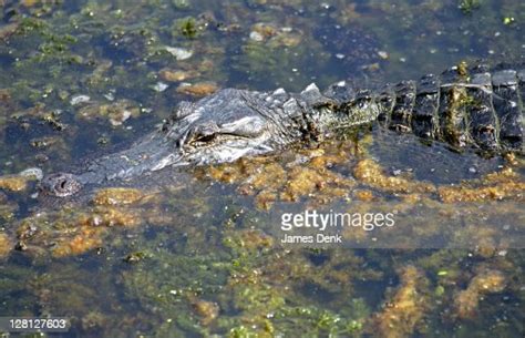 Tx Brazos Bend State Park Alligator High Res Stock Photo Getty Images