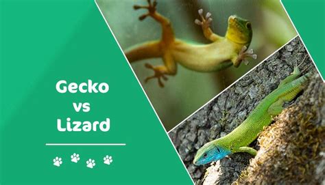 Gecko Vs Lizard Key Differences With Pictures Pet Keen