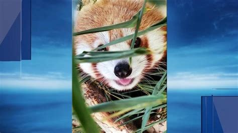 Buttonwood Park Zoo Opens Red Panda Habitat Wjar
