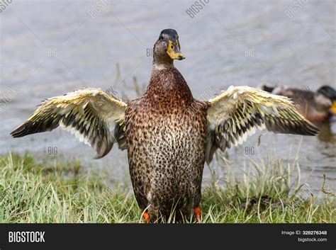 Male Mallard Duck Image And Photo Free Trial Bigstock
