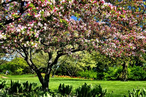 Spring Botanical Garden Chicago For Phone Wallpapers 2048x1365