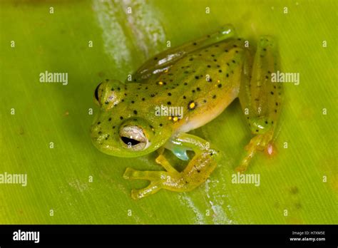 Emerald Glass Frog Centrolene Prosoblepon Northwest Ecuador Stock