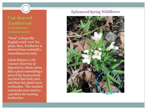 What Wildflower Begins Blooming This Week April Week 4 Curious By