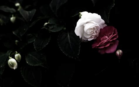 Black Roses Wallpapers And Pictures