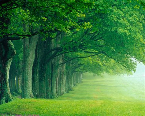 Free Download World Visits Green Forest Best Wallpapers Images