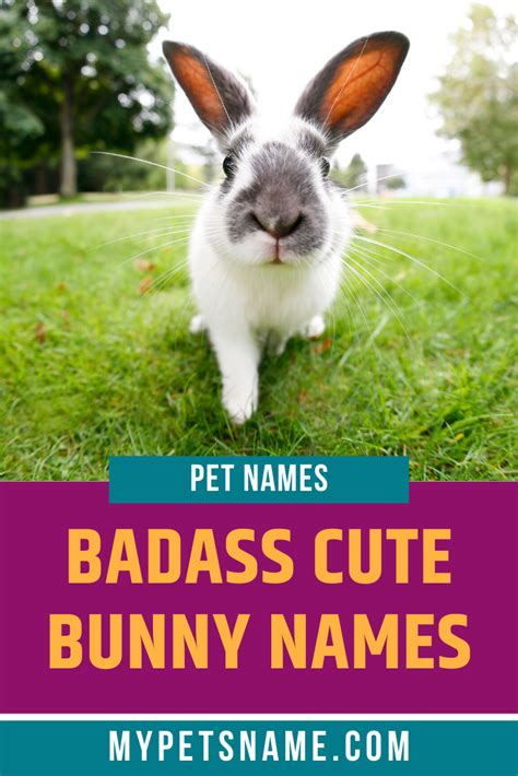 Bunny Names 700 Choices For Girls And Boys Artofit