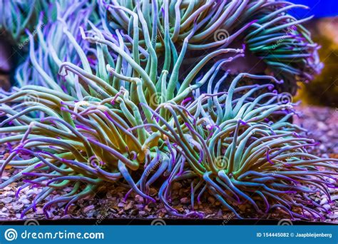 Closeup Of A Mediterranean Snakelocks Sea Anemone Common
